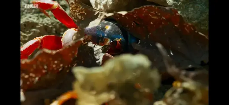 Christmas Island red crab (Gecarcoidea natalis) as shown in Planet Earth II - Islands